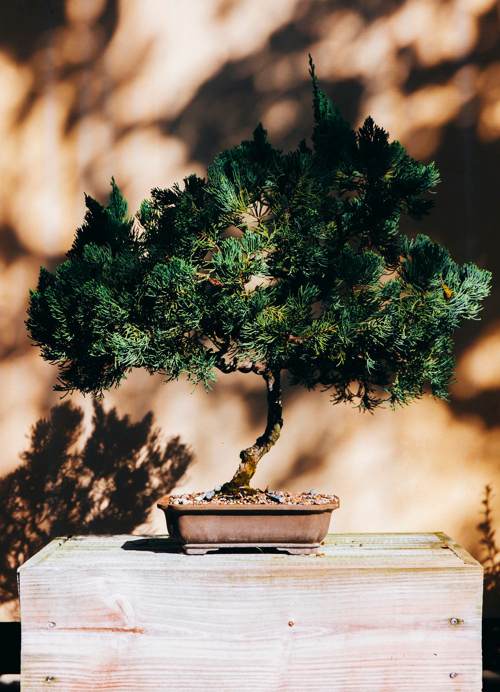  A meticulously groomed bonsai tree with dense, dark green foliage stands on a wooden platform, casting a complex shadow. The background is artistically blurred, highlighting the bonsai's intricate form against a warm, dappled light setting.